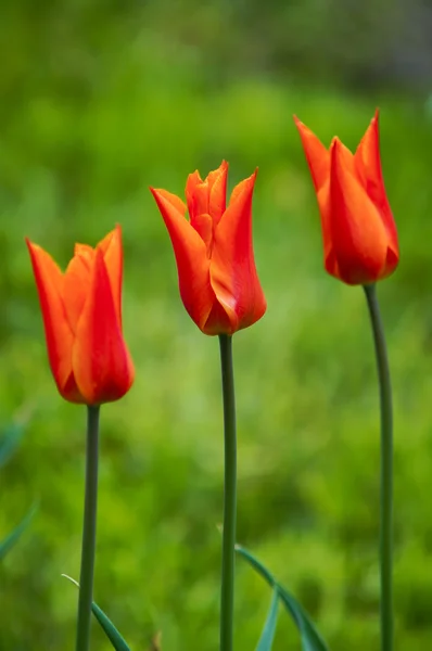 Tulipány jarní květiny — Stock fotografie