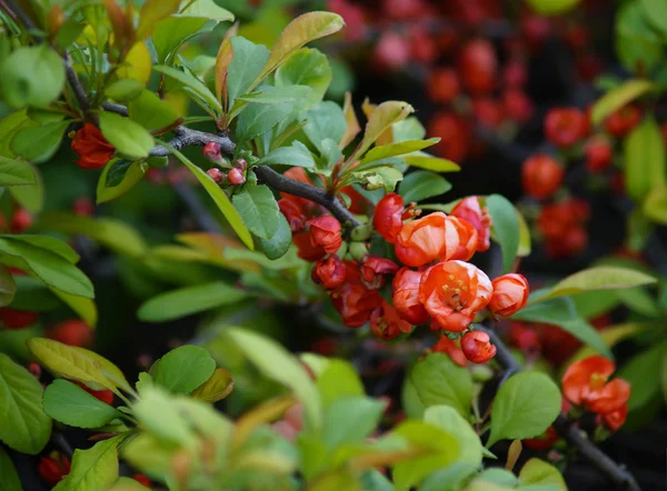 Bloeiende struik in de tuin — Stockfoto