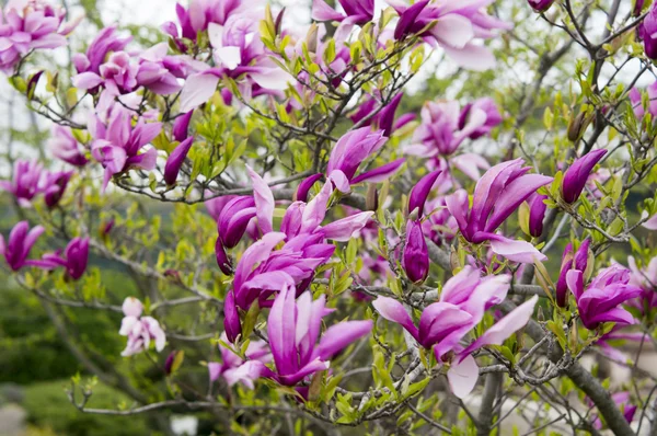 çiçek açan bir manolya ağacı