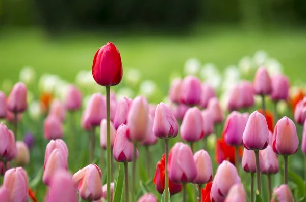 Tulipani fiori primaverili — Foto Stock