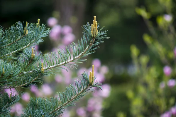 Brotos de pinheiro primavera — Fotografia de Stock