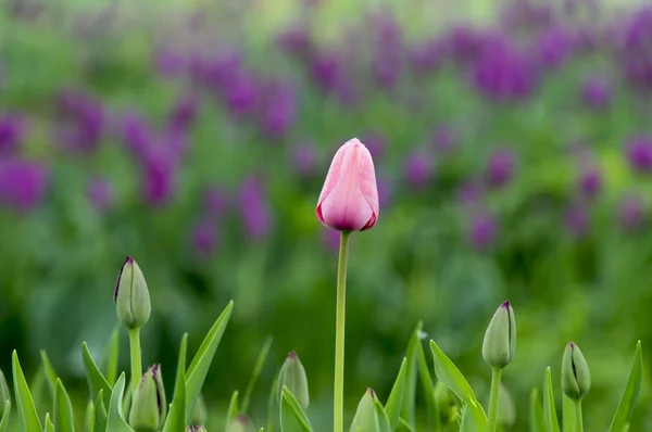Tulipani fiori primaverili — Foto Stock