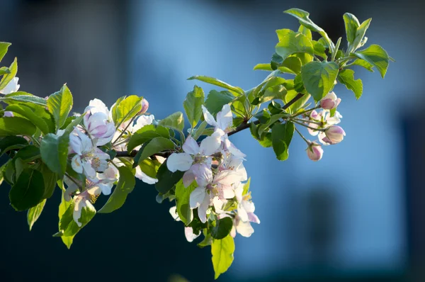 çiçekli elma ağacı