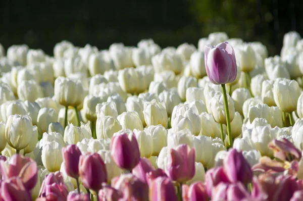 Molti tulipani bianchi e rosa — Foto Stock