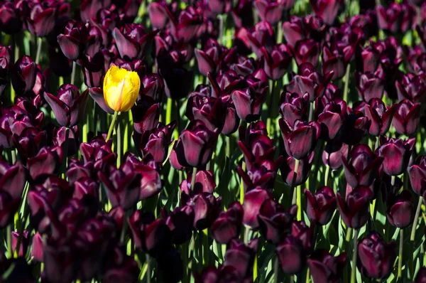 Un tulipano giallo e molti tulipani viola — Foto Stock