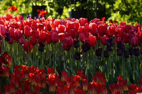 Mnoho červené tulipány — Stock fotografie