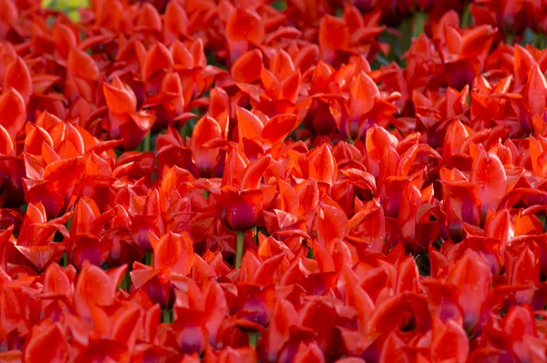 Molti tulipani rossi — Foto Stock