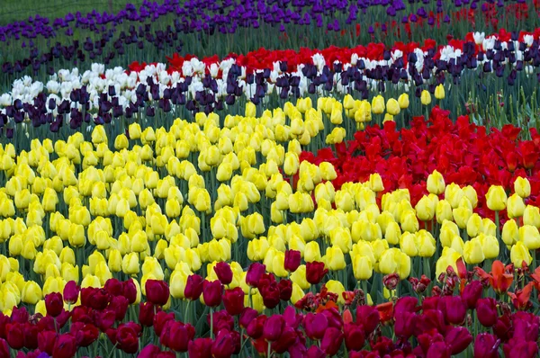Mnoho Pestrobarevné tulipány — Stock fotografie