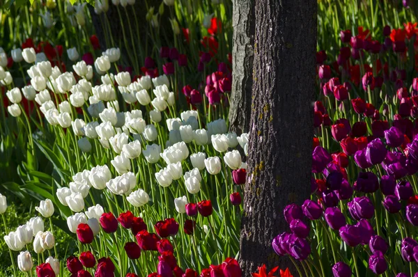 Louka s Pestrobarevné tulipány — Stock fotografie