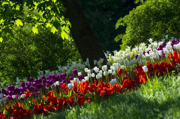 Louka s Pestrobarevné tulipány — Stock fotografie