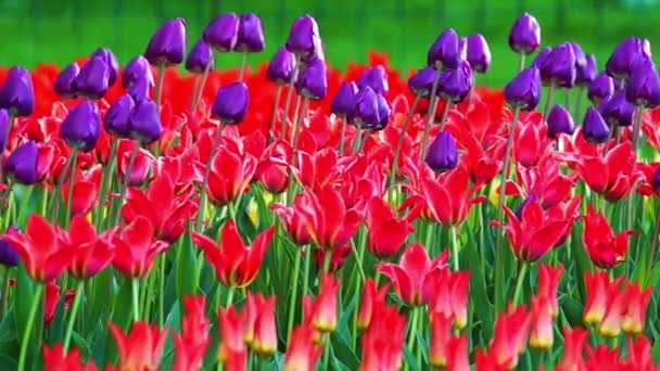 Molti tulipani multicolori — Video Stock