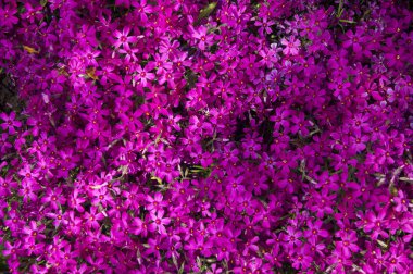 Küçük mor çiçekler arka plan doku