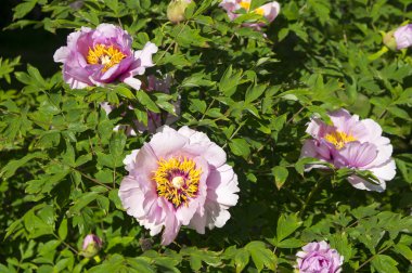 Pembe çiçekler Şakayık ağacının