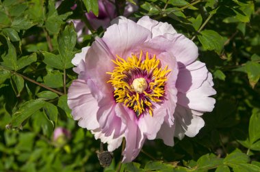 Şakayık ağacının Pembe çiçek