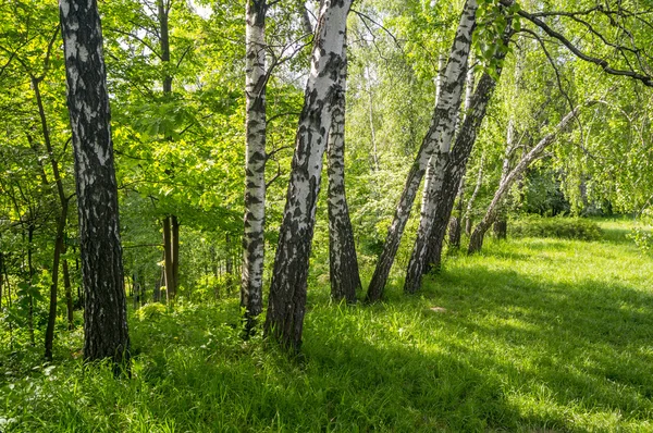 Рододендрон Весняні квіти — стокове фото