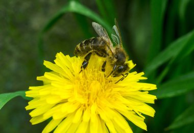 karahindiba üzerinde sürünerek arı