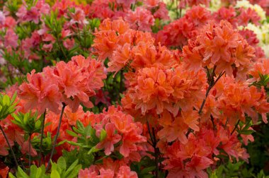  Şeftali ormangülü çiçek bahar bahçe arka planda