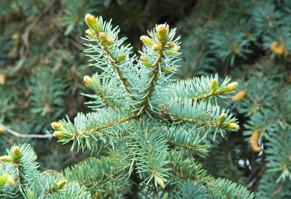 Verde abeto pinheiro agulhas flor — Fotografia de Stock