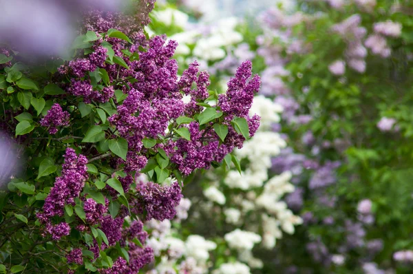 Spring lilac flowers in the garden background — Stock Photo, Image