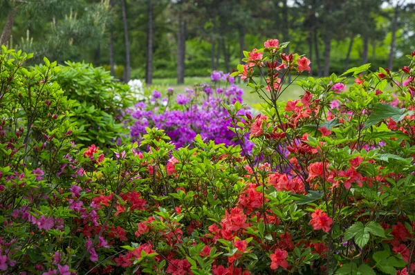 Fleurs de rhododendron de couleur variée dans le fond du jardin de printemps — Photo