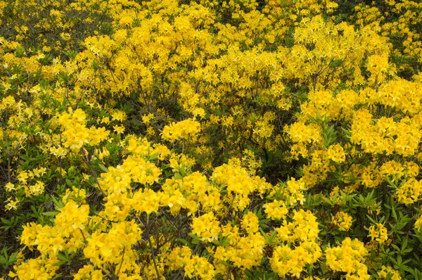 Yellow rhododendron flowers in the spring garden background — Stock Photo, Image