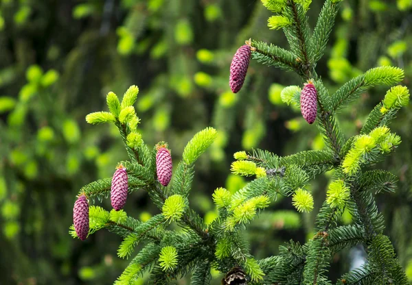 Agulhas de abeto verde pinheiro cones flor Fotos De Bancos De Imagens Sem Royalties
