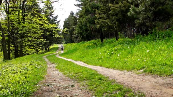Mann läuft im Waldweg — Stockvideo