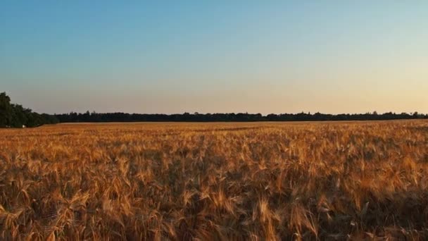 A mező az esti mozgó kamera — Stock videók