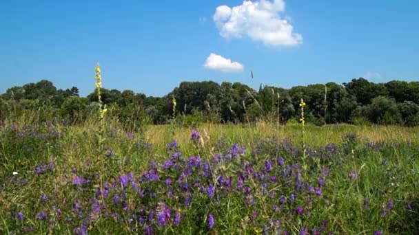 Letnie kwiaty na polu — Wideo stockowe