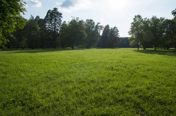 Çim çim yeşil arka plan — Stok fotoğraf