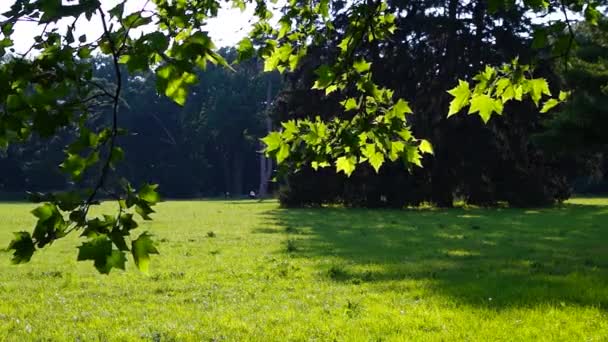 Sommaren trädgrenar bakgrundsbelysning natur bakgrund — Stockvideo