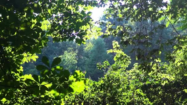 여름 나무 가지 백라이트 자연 배경 — 비디오