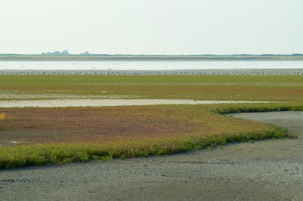 Landschap voor uitgedroogd Lake Steppe — Stockfoto