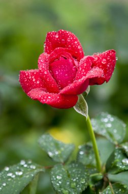 Su damlalı kırmızı gül