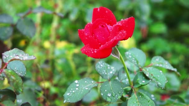 Rote Rose im Regen — Stockvideo