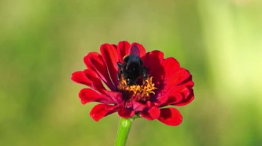 Bumblebee Zinnia çiçeği üzerinde