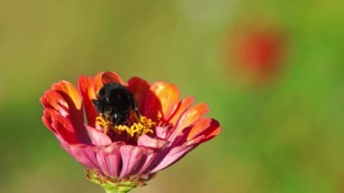 Bumblebee Zinnia çiçeği üzerinde