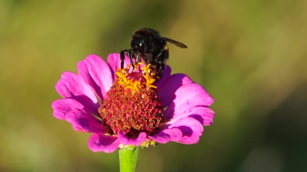 Bumblebee na flor de Zinnia — Vídeo de Stock