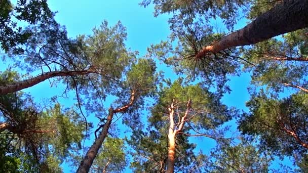 소나무의 꼭대기를 찾고 높은 각도 보기 — 비디오