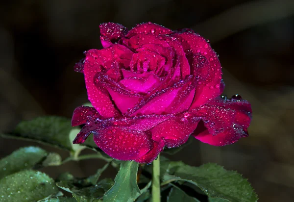 Rose Flower With Water Drops After Rain — Stock Photo, Image