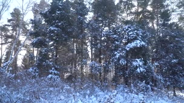Winterliche russische Taiga bei sonnigem Tageslicht — Stockvideo