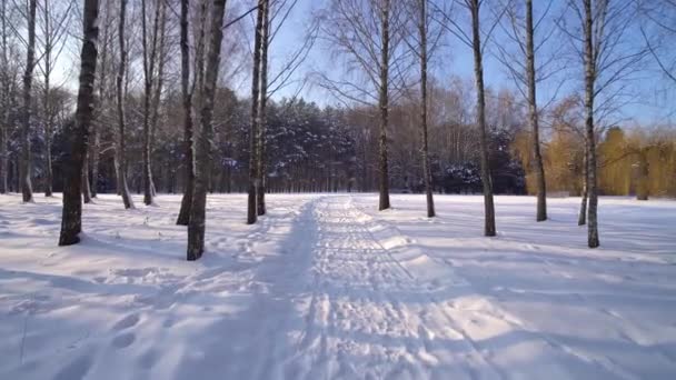 Birken im Winterwald — Stockvideo