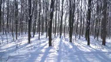 Kış ormanındaki ağaçlar