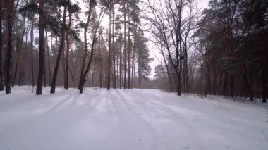 Kış ormanında çam ağaçları