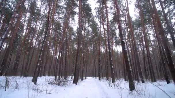 Borovice v zimním lese — Stock video