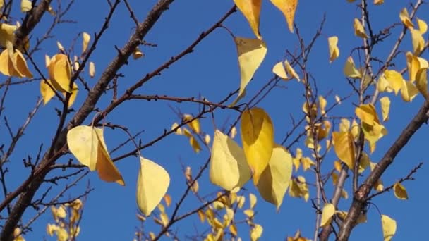 Herbstblätter sonnig — Stockvideo