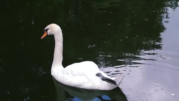 Cygne avec patte sur le dessus 