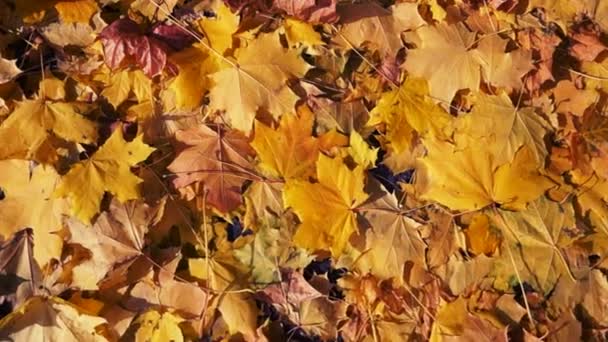 Autumn leaves background — Stock Video