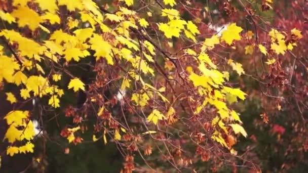 Autumn leaves maple — Stock Video