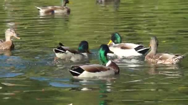 Patos comer — Vídeo de Stock